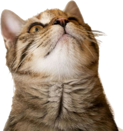 Gato observando las promociones